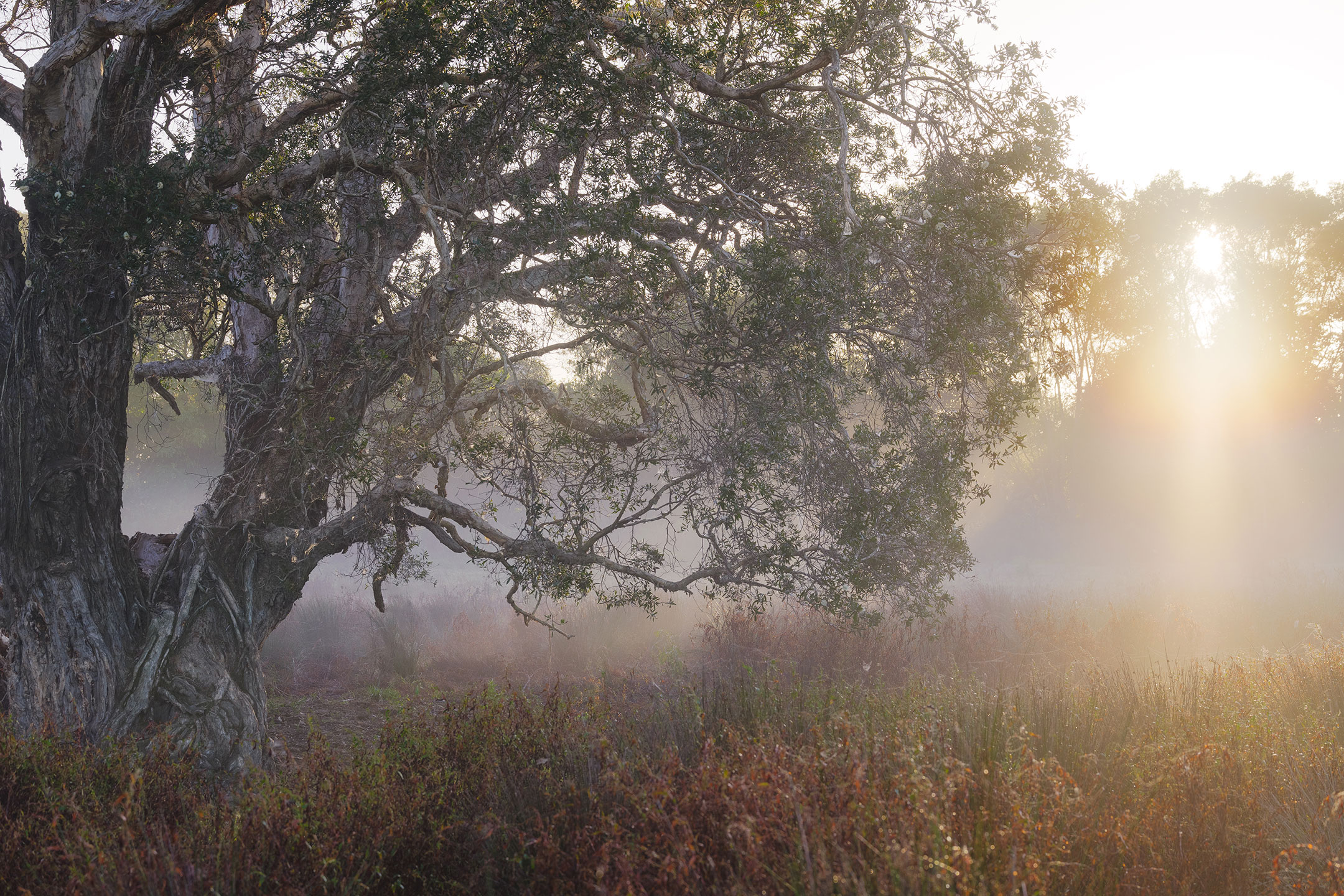 The warm light of a misty sunrise baths an old Paperbark tree in the Gold Coast Hinterland, Australia