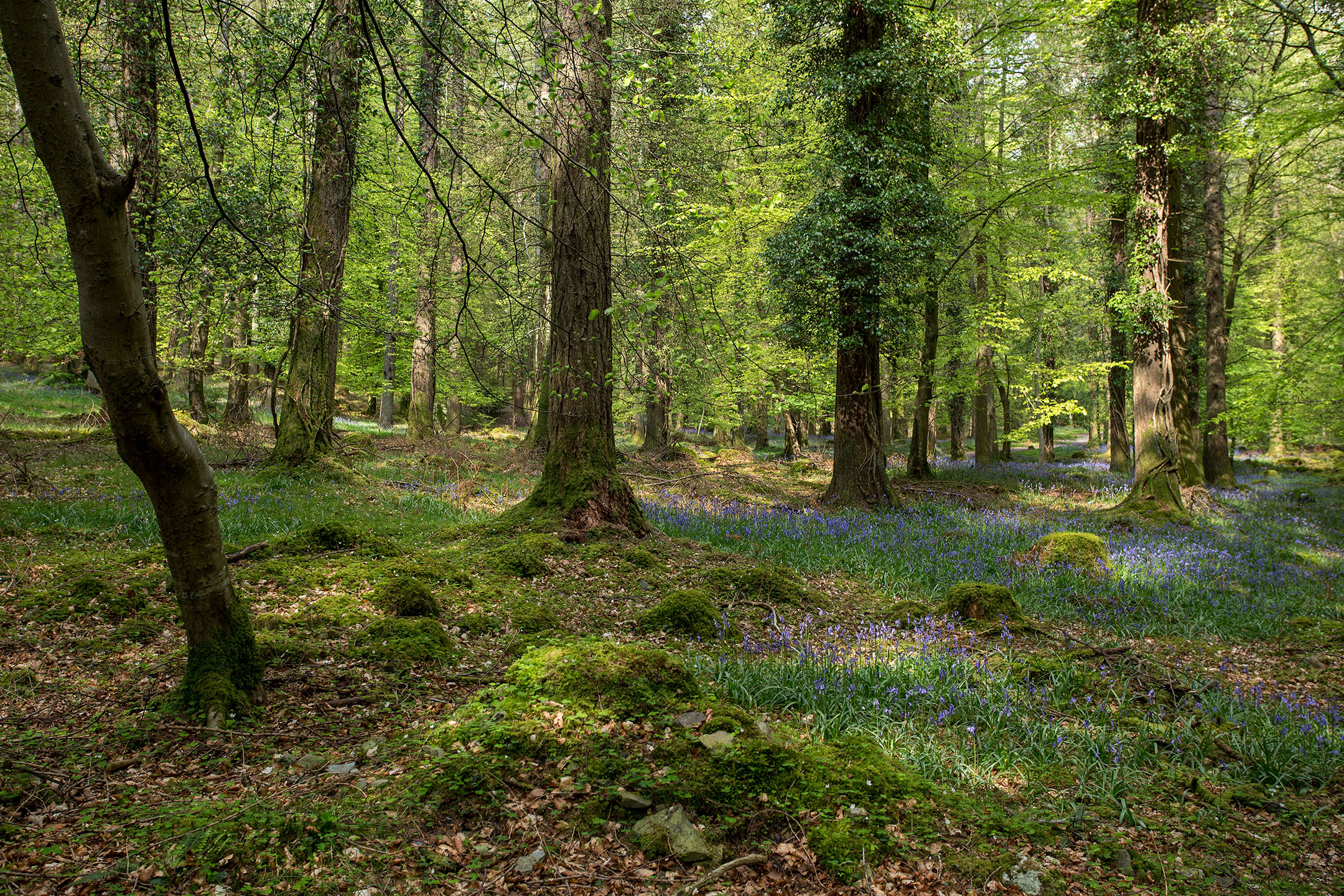 Bluebells lay amongst the moss covered trees in Tollymore Forest, County Down, Northern Ireland