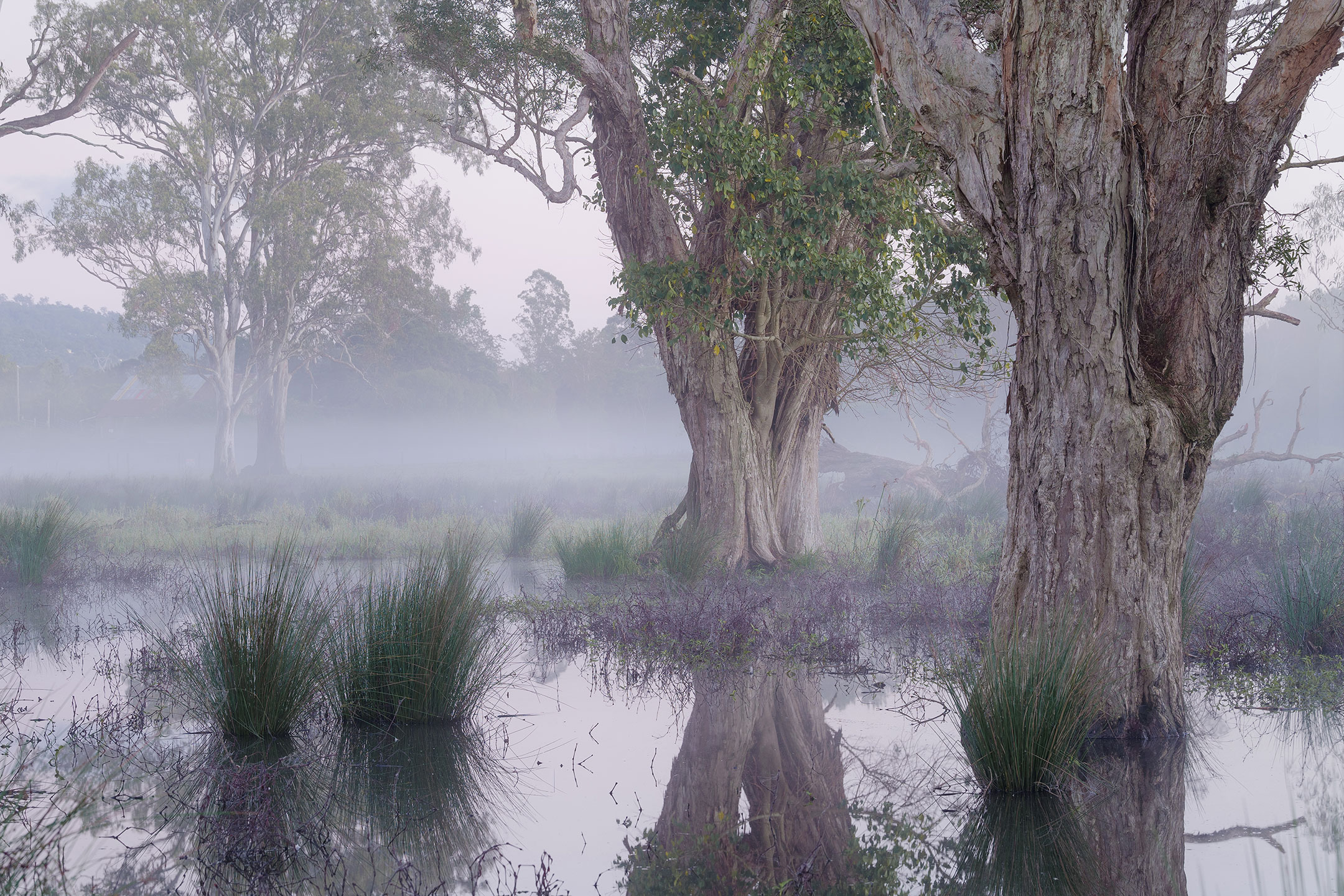 The soft, lavender hues of a misty dawn surround paperbarks in the Gold Coast Hinterland, Australia