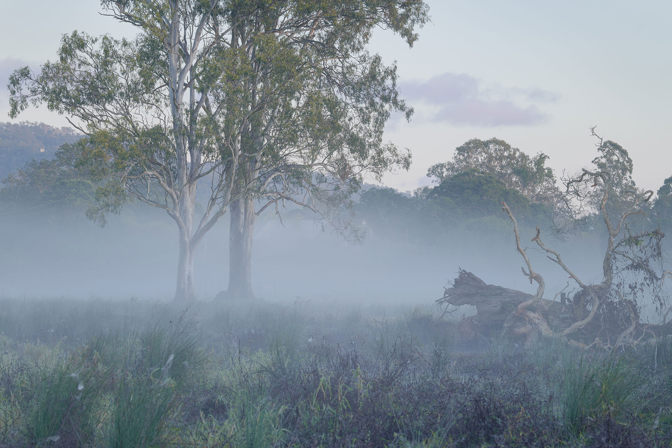 Two Eucalypts pay their respects to a fallen Paperbark on a misty morning in the Gold Coast Hinterland, Australia