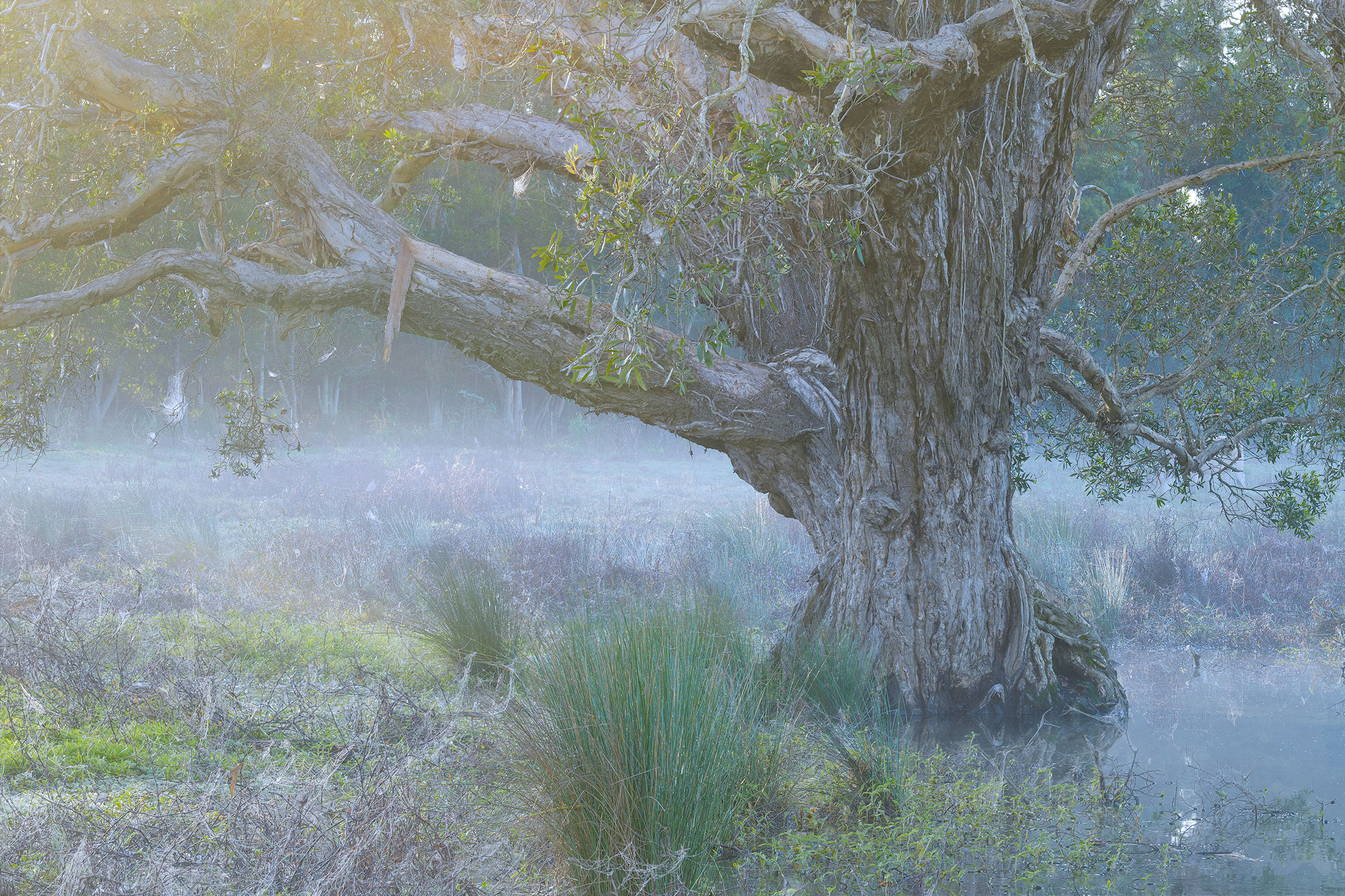 A weathered Paperbark rests quietly on a misty dawn in the Gold Coast Hinterland, Australia