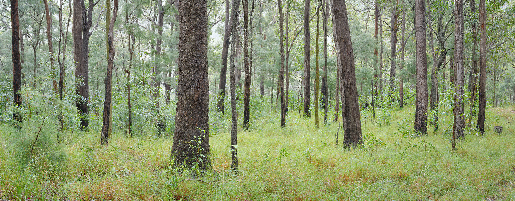 A green Australian bush scene, thanks to recent rains, in the Gold Coast Hinterland, Australia