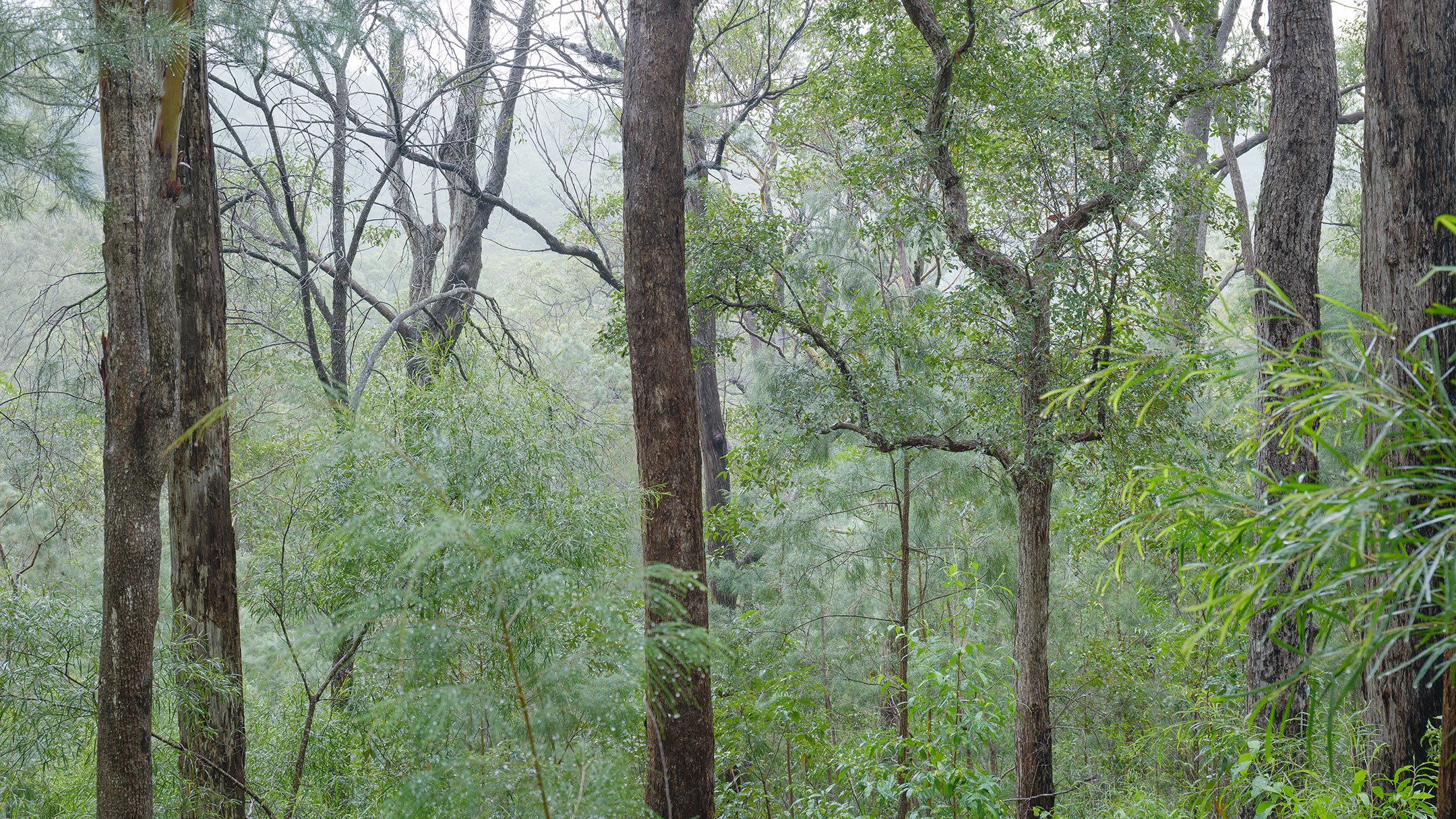 A rain-soaked Australian bush in the Gold Coast Hinterland