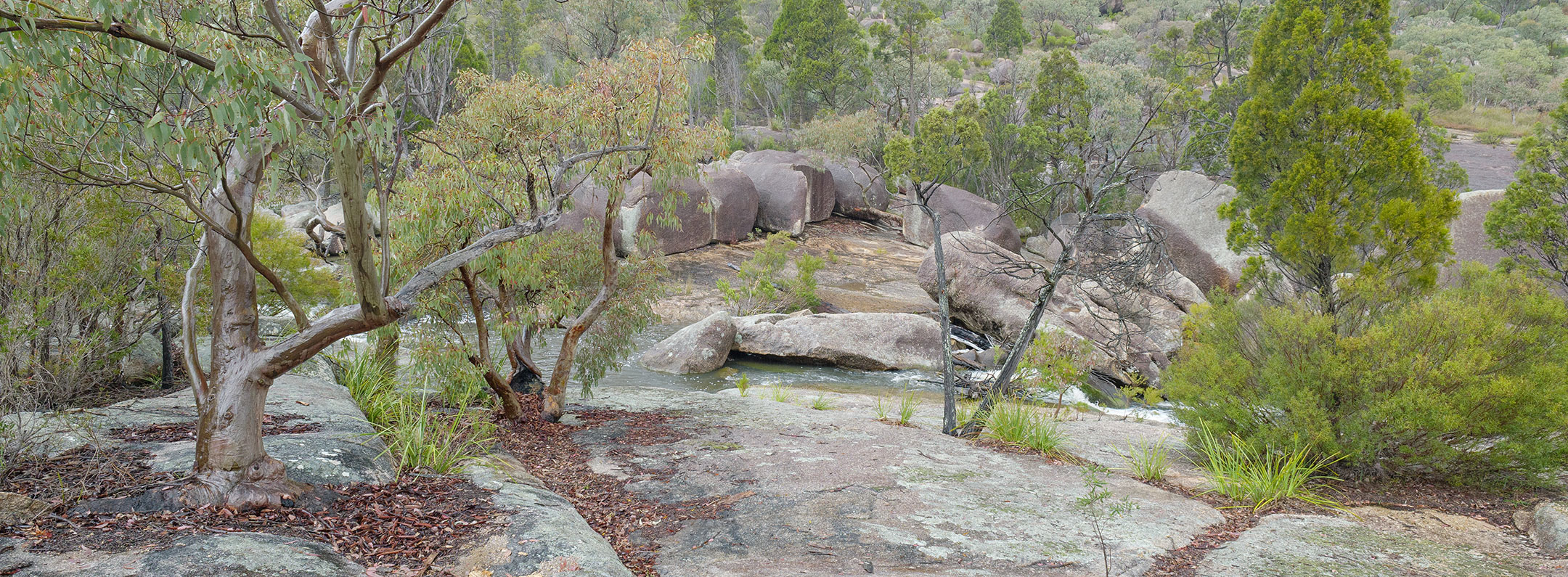 Eucalypts overlook the rugged beauty of the granite flanked Bald Rock Creek in Girraween National Park, Australia