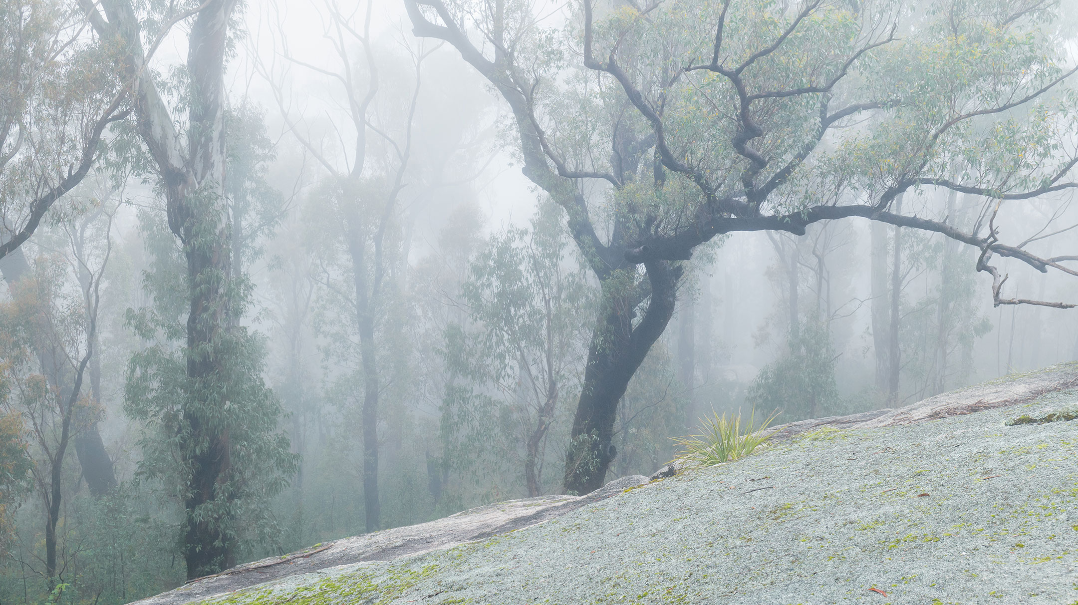 Elegant trees in a dense mist in Bald Rock National Park, Australia