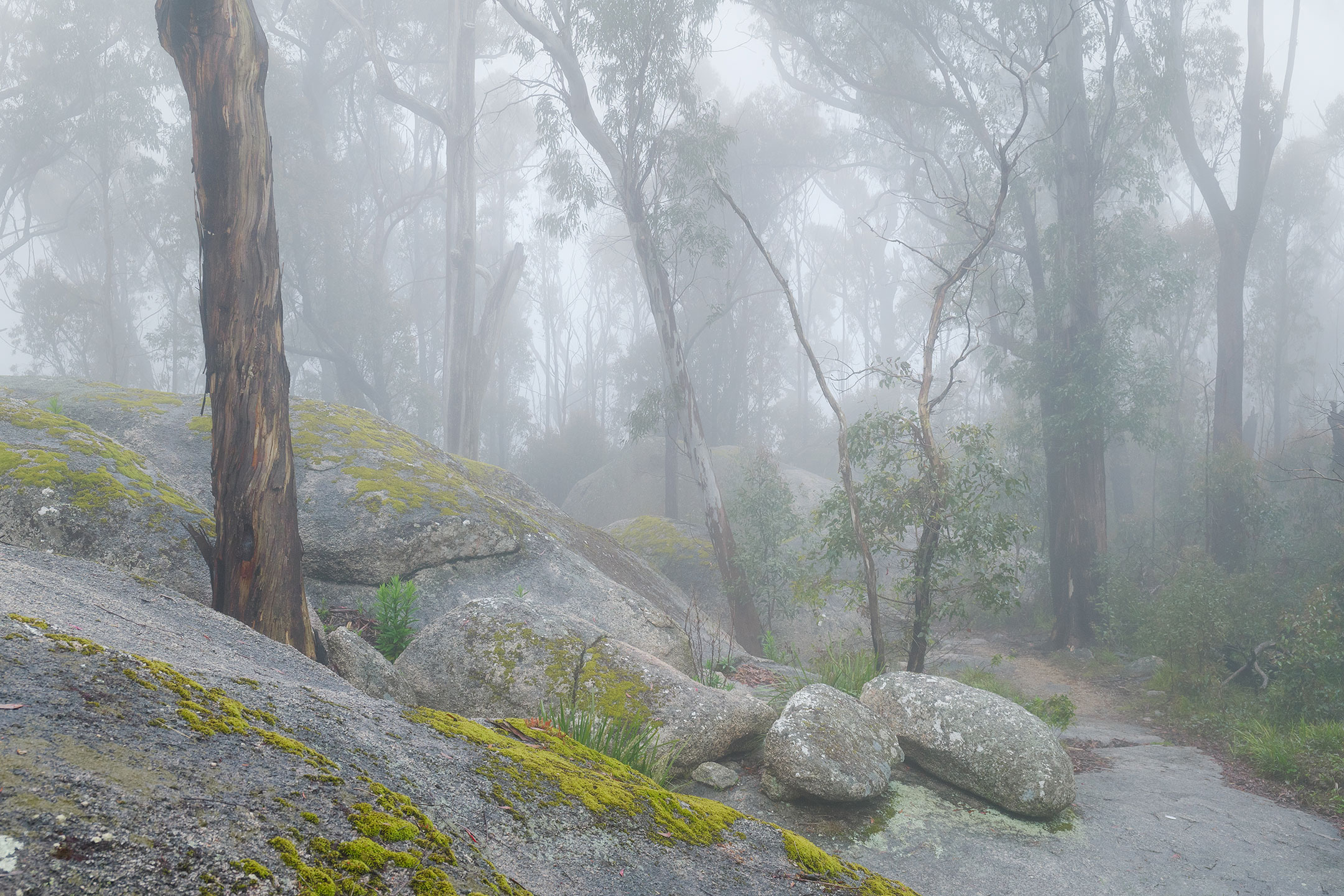A heavy mist envelopes the Australian bushland in Bald Rock National Park