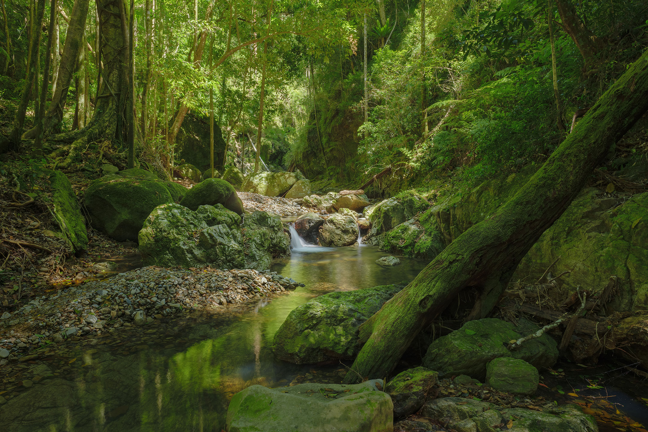 A small cascade nestled in the lush green rainforest of the Gold Coast Hinterland, Australia
