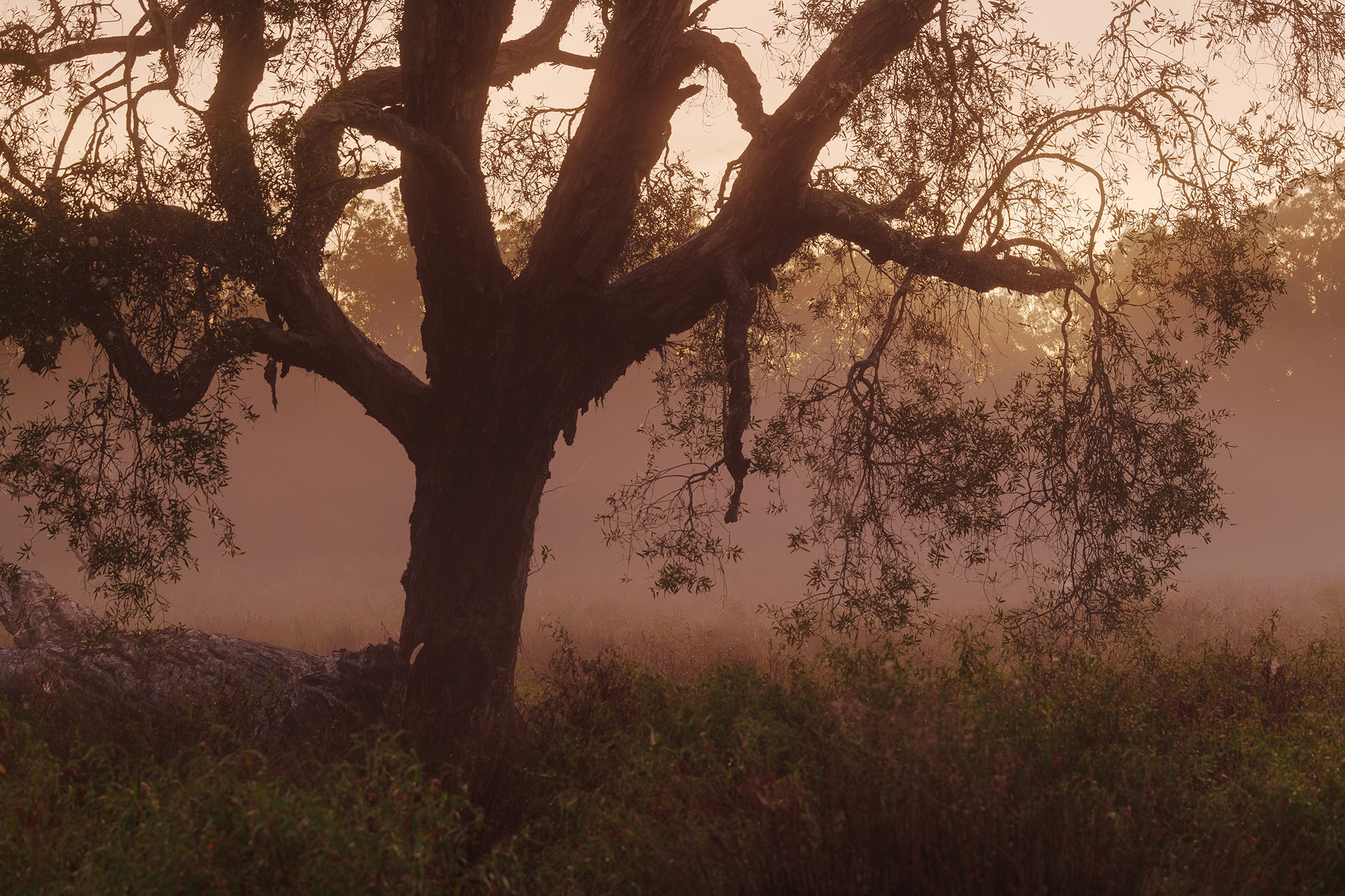 An old Paperbark tree in the orange light of a misty dawn in the Gold Coast Hinterland, Australia