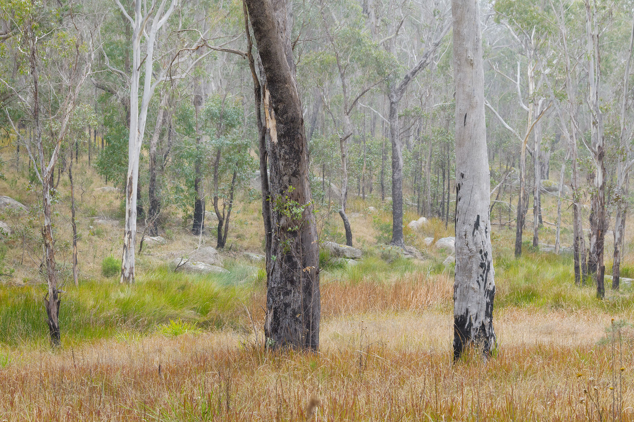 Mist spreads through open bushland in the Australian outback of Bald Rock National Park