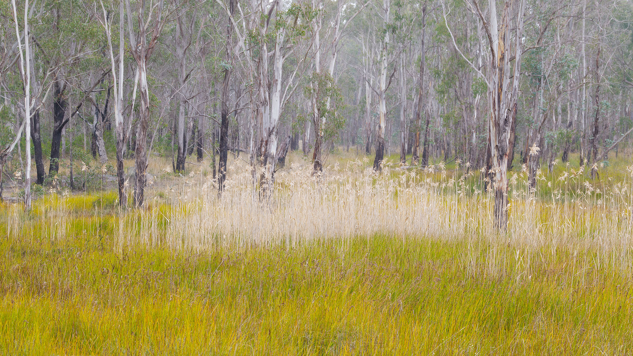 Mist spreads through a small billabong in the Australian outback of Bald Rock National Park